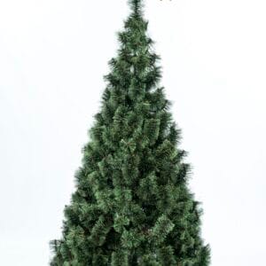 Árbol Fexton Veracruz